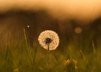 A dandelion in the evening sunset.