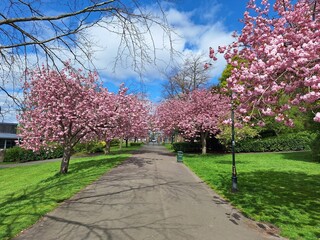 Avenue of Cherry trees, Dunfermline