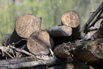Close Up View Of Cross-Sections Of Cut Logs Stacked As Firewood In A Forest Setting. Showing Tree Rings And Wood Texture. Natural Fuel, Forestry Concept.
