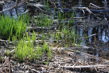 Bright Green Grass Or Reed Shoots Emerging From Dark Water And Old Dry Reeds In A Sunny Spring Marsh Or Swamp. Wetland Ecosystem Rebirth Concept. Backlit.