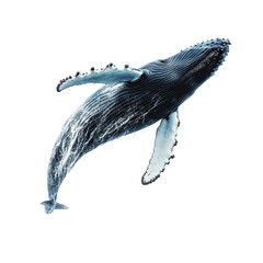 Humpback whale breaching spectacularly in the ocean during daylight