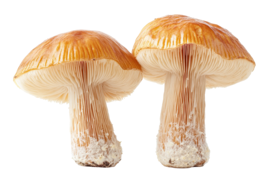 Detailed lions mane mushrooms add a wild organic feel to culinary health and botanical illustrations