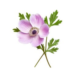 Pink anemone flower with green leaves displayed on a white background showcasing delicate details and vibrant colors