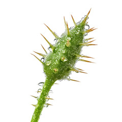 Naklejka premium Close-up of a dew-covered rose bud with sharp thorns in a natural setting during early morning light