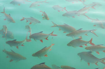 Large School of Redtail Tinfoil Barb in Cheow Lan Lake or Ratchaprapa Dam, Surat Thani, Southern Region, Thailand