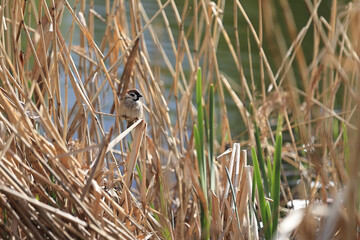 A Small Eurasian Tree Sparrow (Passer Montanus) Perched On A Dry Reed Stem, Camouflaged Among Dense...