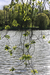Dangling Tree Branches With Fresh Green Spring Leaves Backlit By Sunlight, Hanging Over Rippling...