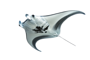 Transparent PNG of manta ray great for underwater exploration graphics or aquatic themed web designs