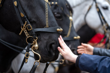 Hands stroking a horse