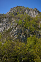Tree-covered limestone cliff face