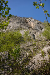 Tree-covered limestone cliff face