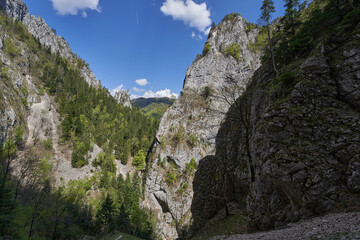Tree-covered limestone cliff face