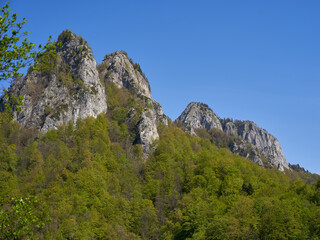Tree-covered limestone cliff face