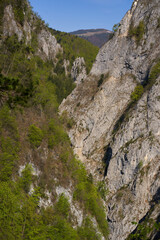 Tree-covered limestone cliff face