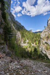 Tree-covered limestone cliff face