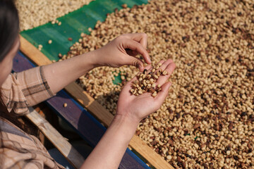 Close-up of hands selecting fresh coffee beans from the farm before they are dried before roasting.