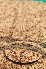 Freshly picked coffee beans from the farm are dried before being roasted.	