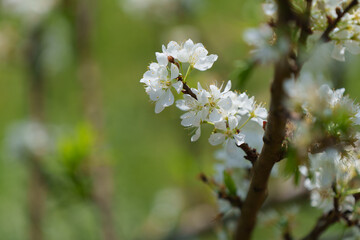soft focus cherry blossom and tiger lily, pink and white flower background.