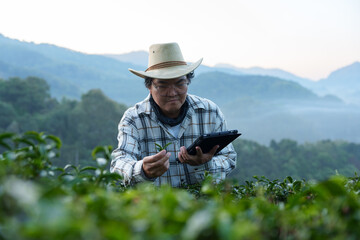 The owner of a world-class tea plantation inspects the quality and growth of tea leaves on his...