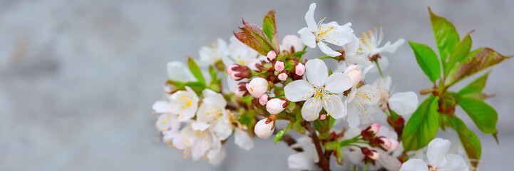 Tree blossoming branch with white flowers