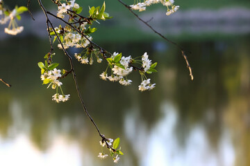 Delicate Branch Of Blooming Cherry Tree With White Flowers Hanging Over Calm Water Reflecting Trees And Sky. Serene Spring Scene With Evening Light.