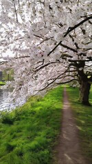 Fototapeta premium Blooming tree overhanging path by the water.