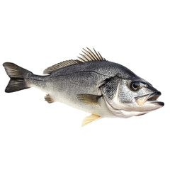 Fototapeta premium Freshwater fish showcasing shiny scales and detailed anatomy in a natural setting during daylight