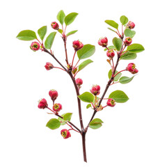 Bright red fruit blossoms with green leaves on a branch during spring season