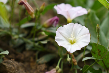 Field bindweed or Convolvulus arvensis or European bindweed or Creeping Jenny with open flowers...
