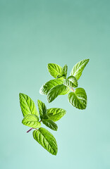 Mint leaves on mentol background