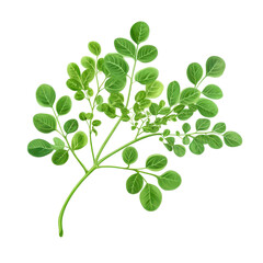Fototapeta premium Fresh moringa leaf branch with vibrant green leaves showcasing its natural beauty and health benefits