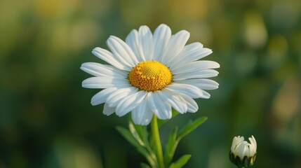 Fototapeta premium Single white daisy with yellow center, soft-focus background