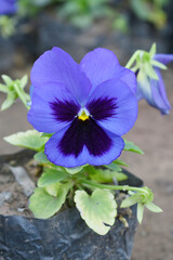 Spring flowers Viola in violet Black color - favorite ornamental plant flowering in the spring,...