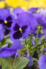 Spring flowers Viola in violet Black color - favorite ornamental plant flowering in the spring,...