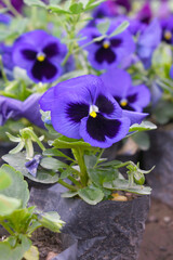 Spring flowers Viola in violet Black color - favorite ornamental plant flowering in the spring,...
