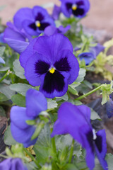 Spring flowers Viola in violet Black color - favorite ornamental plant flowering in the spring,...