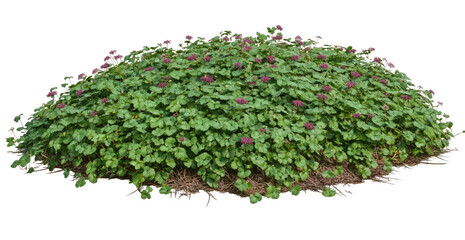 Lush ground cover mound with small flowers