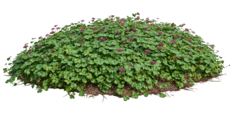 Lush ground cover mound with small flowers