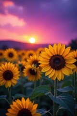 Obraz premium Golden sunflowers bask in violet twilight glow , warm, landscape, cool