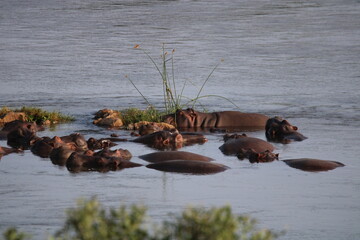Hippopotamus pod in the water