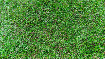 Lush green turf with slight hints of purple and brown, showing rich texture and natural growth