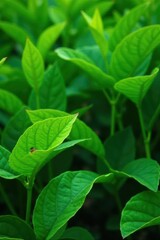 Vibrant green leaves, lush foliage, natural background, leaves, organic, photosynthesis