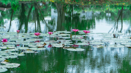 Tranquil pond scene featuring a dense collection of round lily pads supporting striking pink...