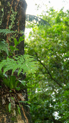 Green ferns and small plants grow on a tree trunk, bathed in natural forest light and bokeh