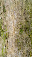 Natural bark texture featuring aged wood and moss, showcasing organic forest surface details