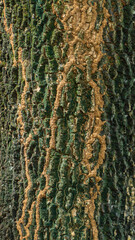 Close-up of rugged bark marked with termite mounds and patches of moss creating organic patterns
