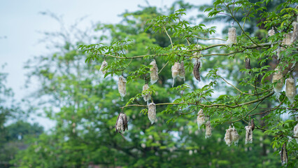 A tropical tree with unusual cotton-like pods hanging among compound green leaves in the wild