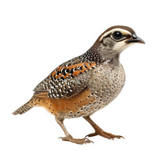 Fototapeta premium Colorful bird stands on the ground showcasing its vibrant plumage in a natural habitat setting