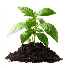 Green plant growing in soil