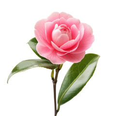 Fototapeta premium Beautiful pink camellia flower with green leaves against a plain background